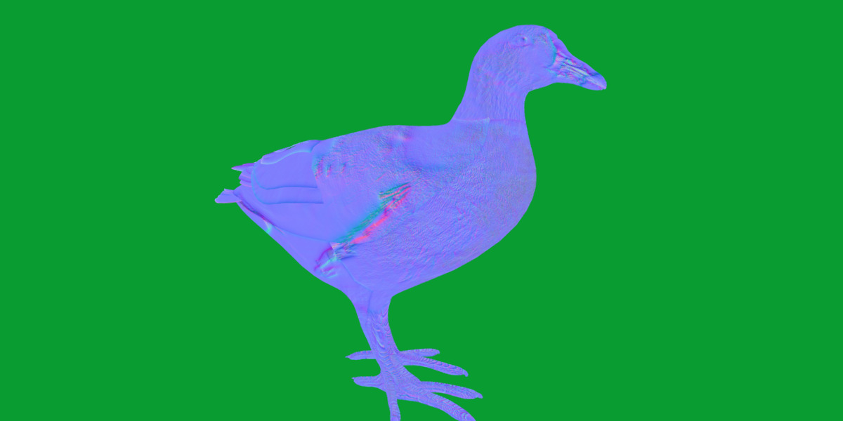 Moorhen Water Bird Low-poly 3D model_12