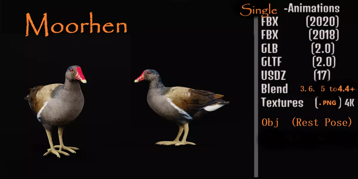 Moorhen Water Bird Low-poly 3D model_0