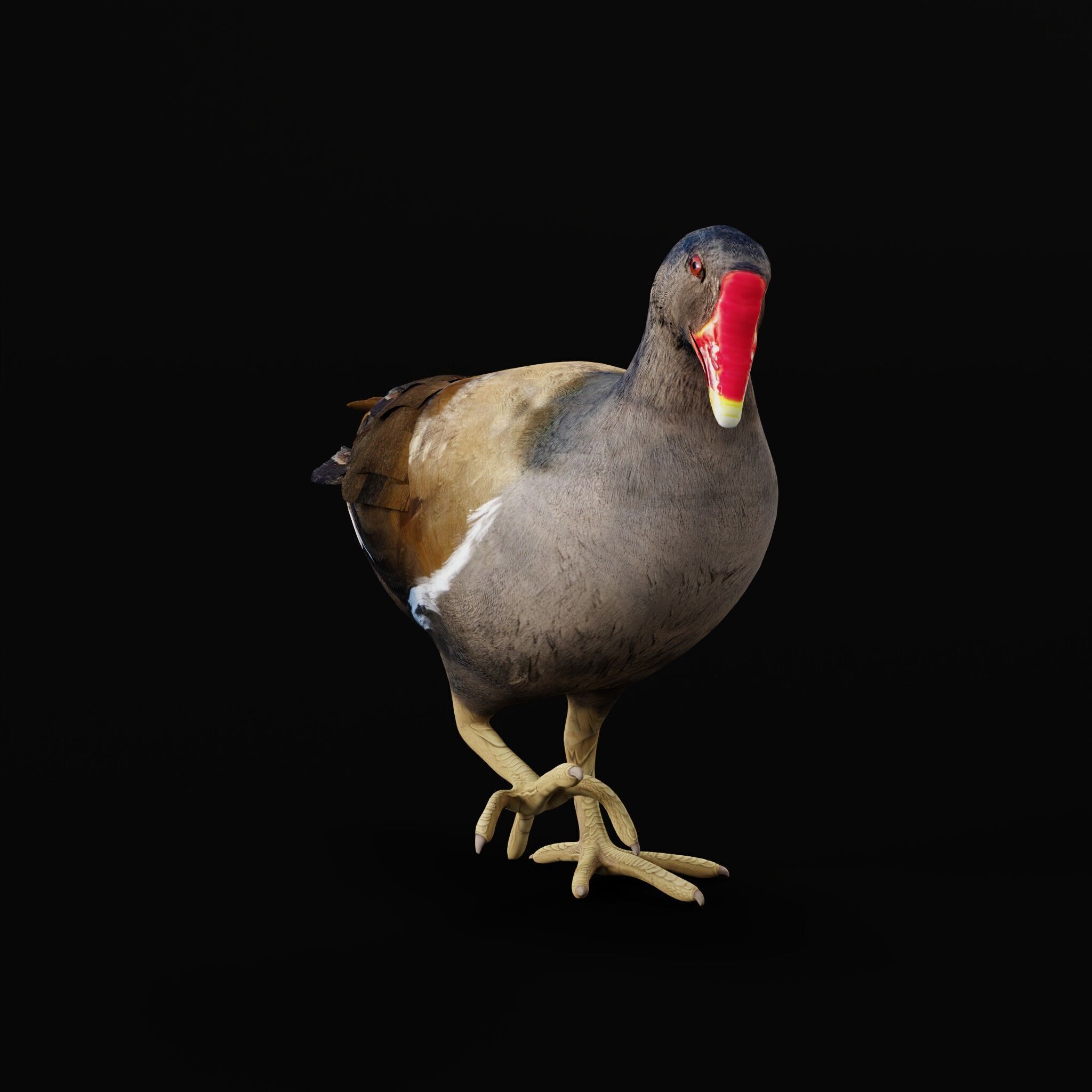 Moorhen Water Bird Low-poly 3D model_45