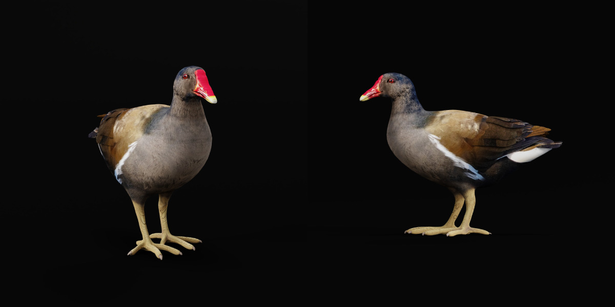 Moorhen Water Bird Low-poly 3D model_30