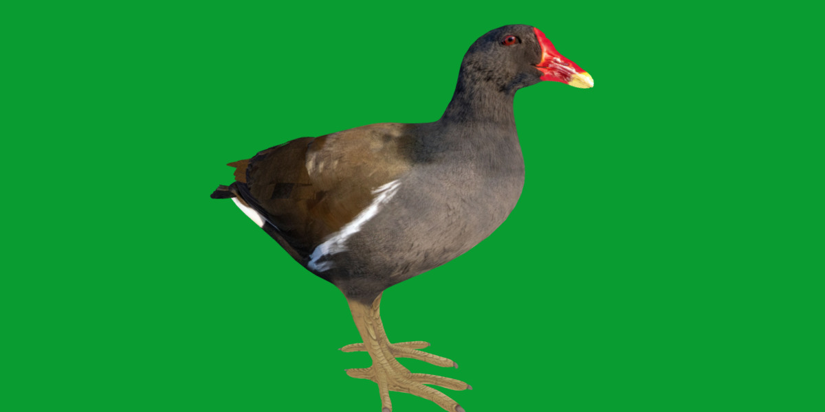 Moorhen Water Bird Low-poly 3D model_11
