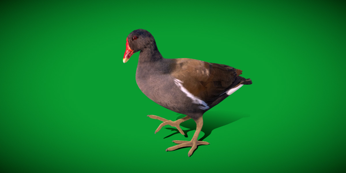 Moorhen Water Bird Low-poly 3D model_31