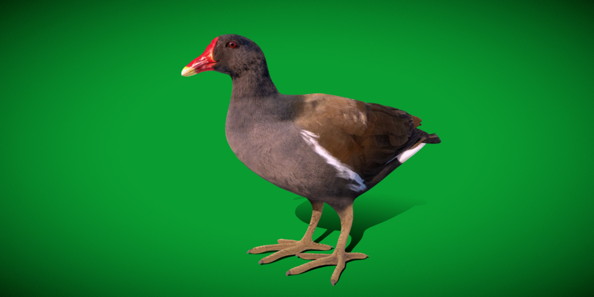 Moorhen Water Bird Low-poly 3D model_37