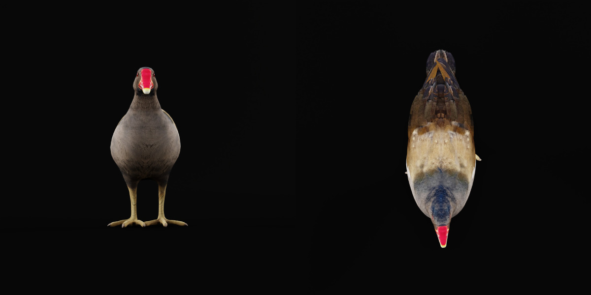 Moorhen Water Bird Low-poly 3D model_36