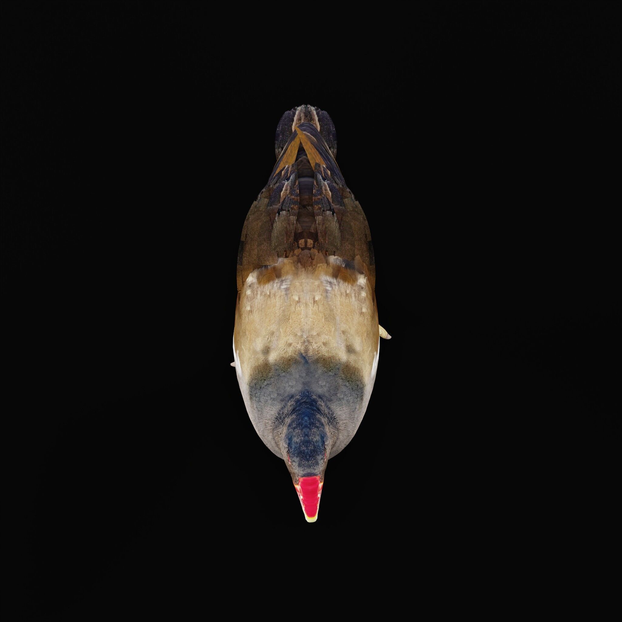 Moorhen Water Bird Low-poly 3D model_42