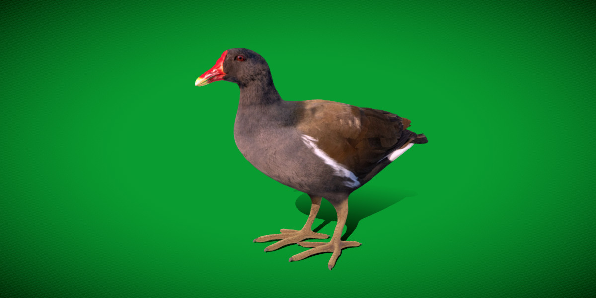 Moorhen Water Bird Low-poly 3D model_10