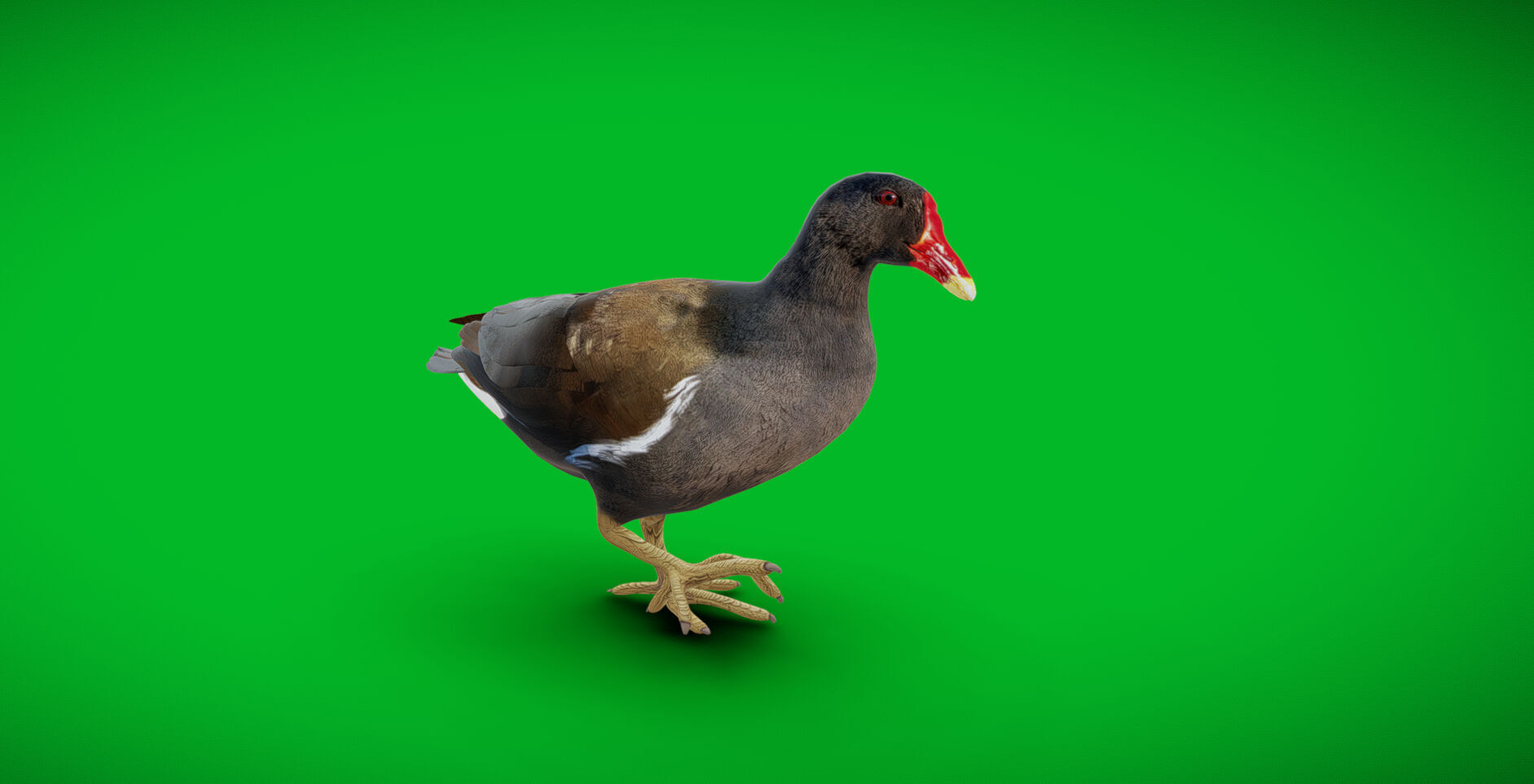 Moorhen Water Bird Low-poly 3D model_38