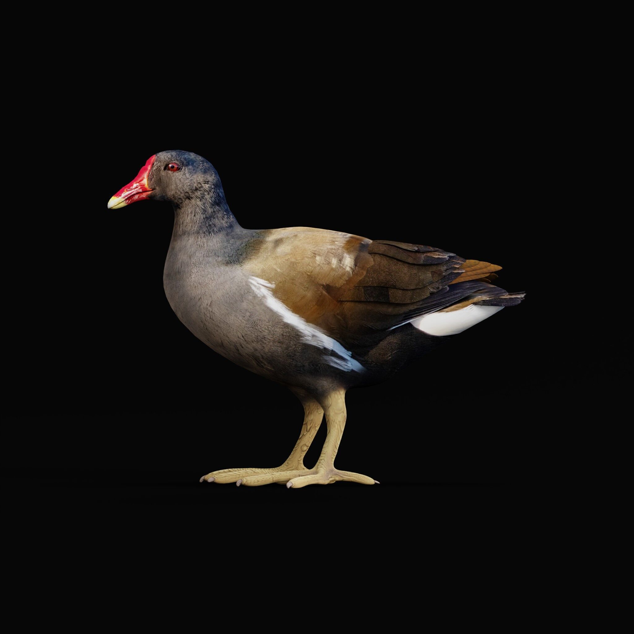 Moorhen Water Bird Low-poly 3D model_41