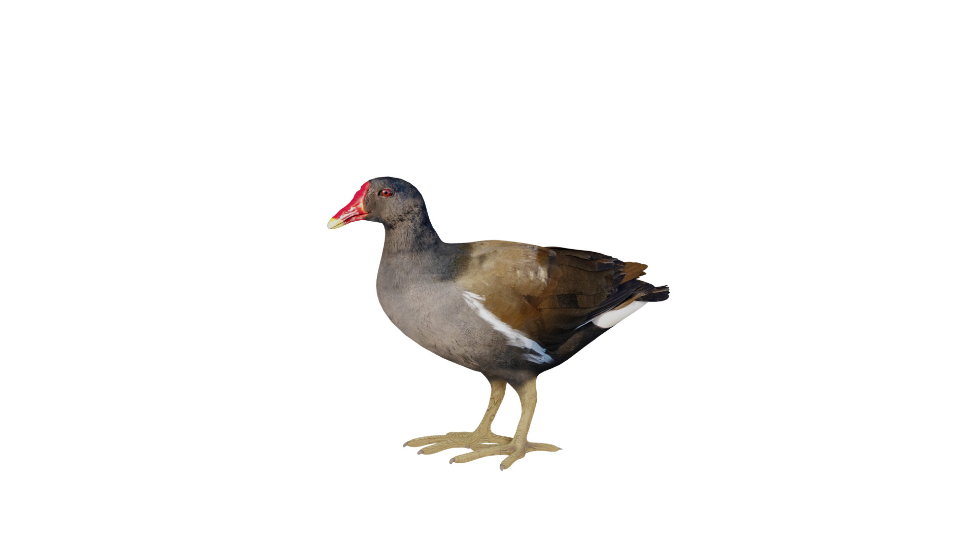 Moorhen Water Bird Low-poly 3D model_6