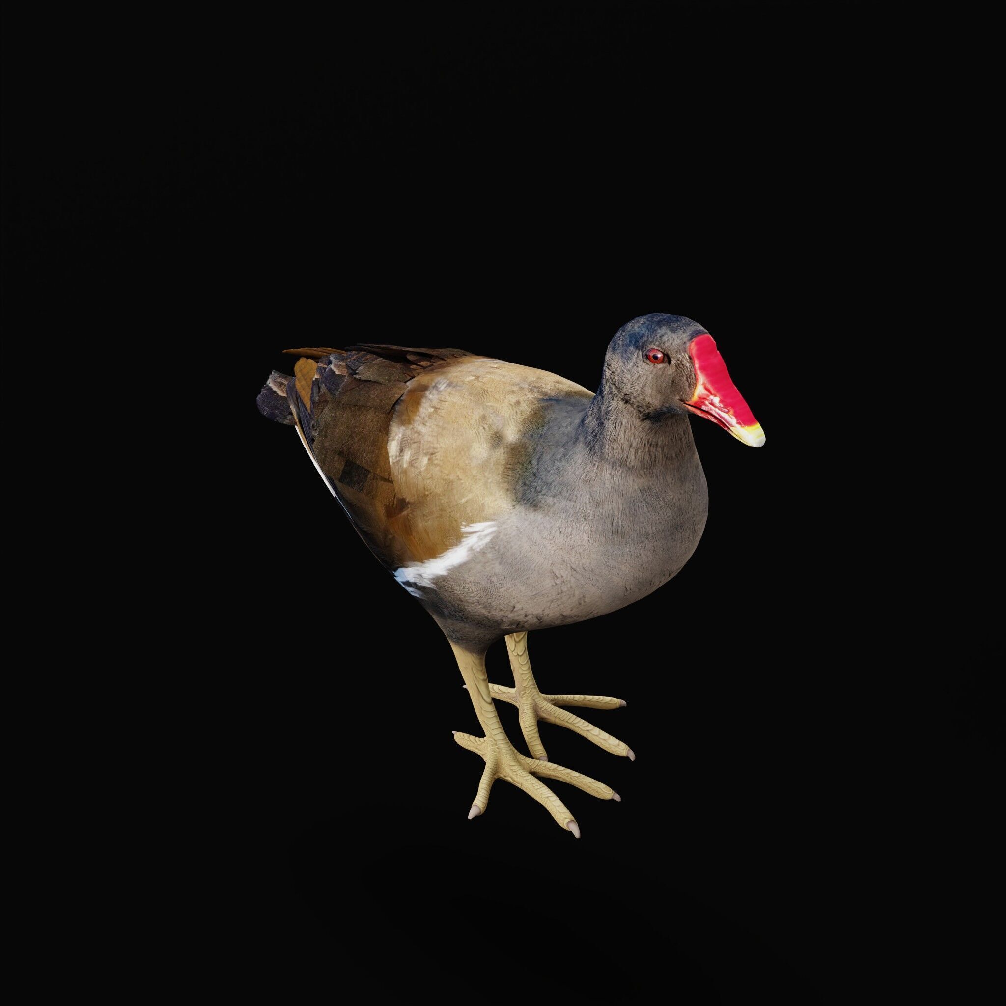 Moorhen Water Bird Low-poly 3D model_43