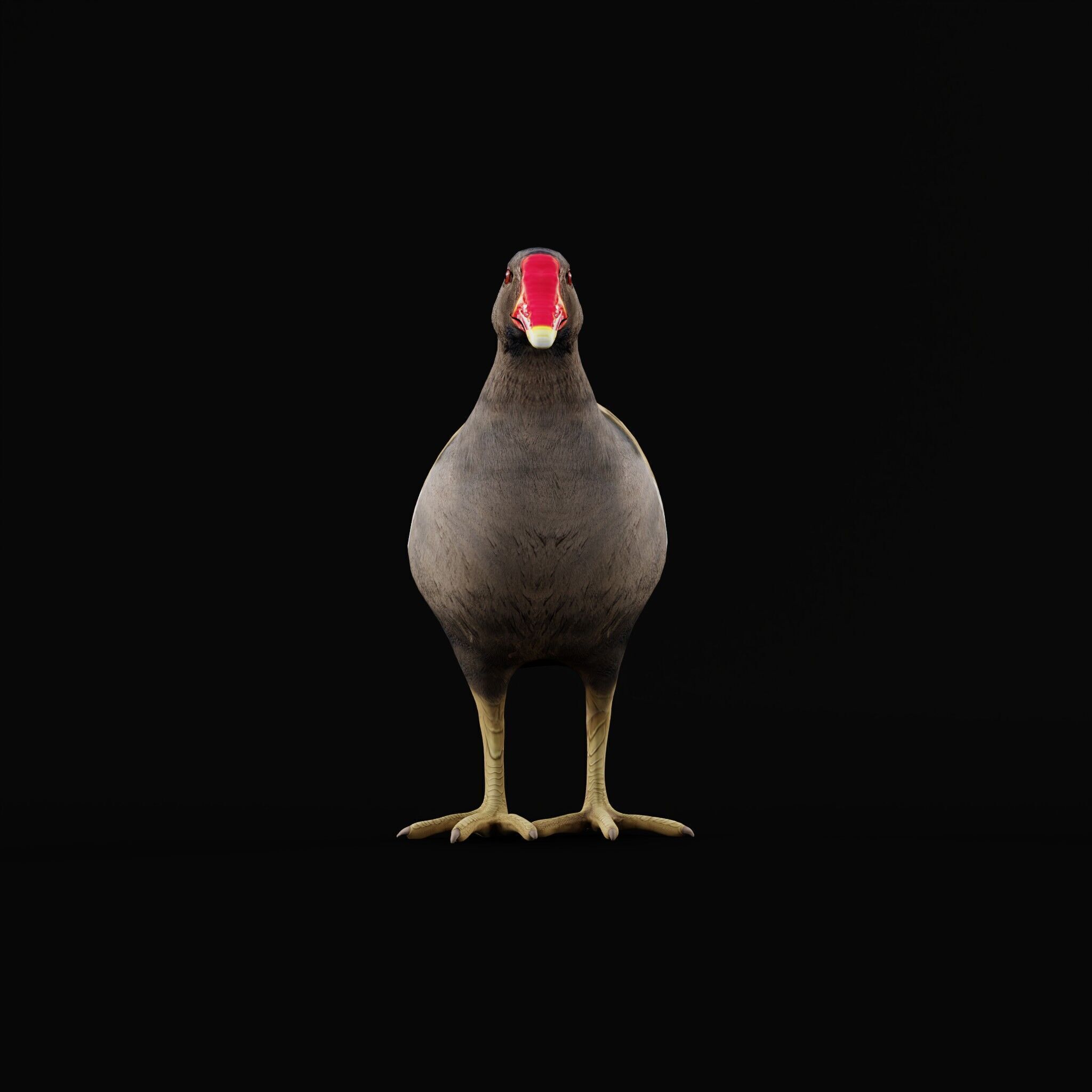Moorhen Water Bird Low-poly 3D model_40