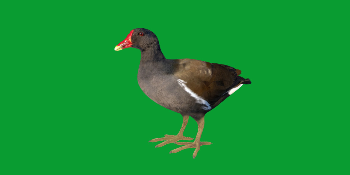 Moorhen Water Bird Low-poly 3D model_21