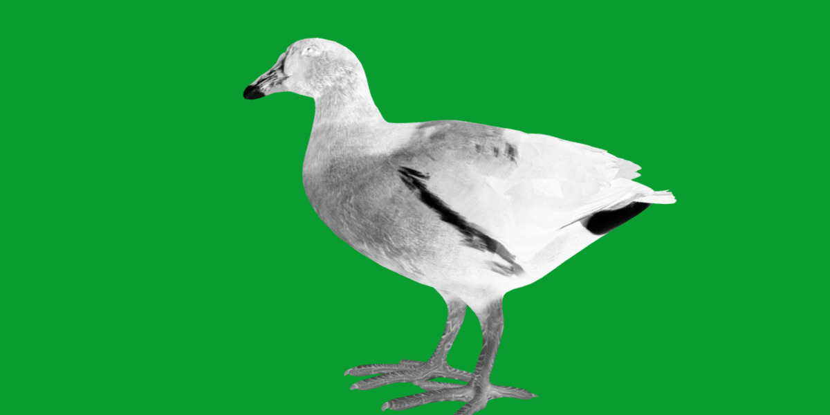 Moorhen Water Bird Low-poly 3D model_15