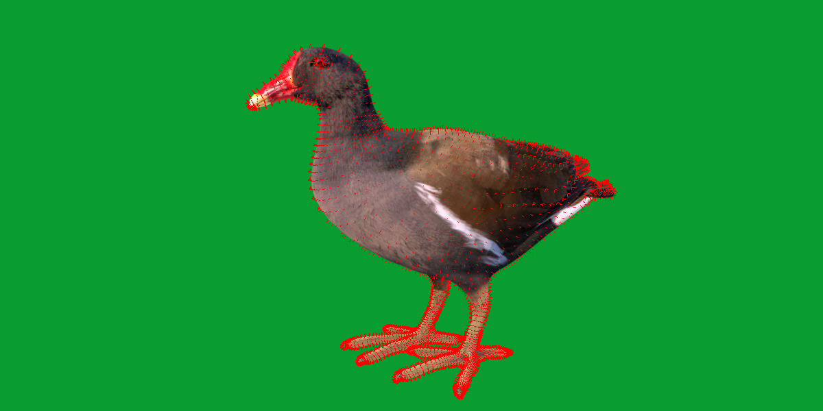 Moorhen Water Bird Low-poly 3D model_24