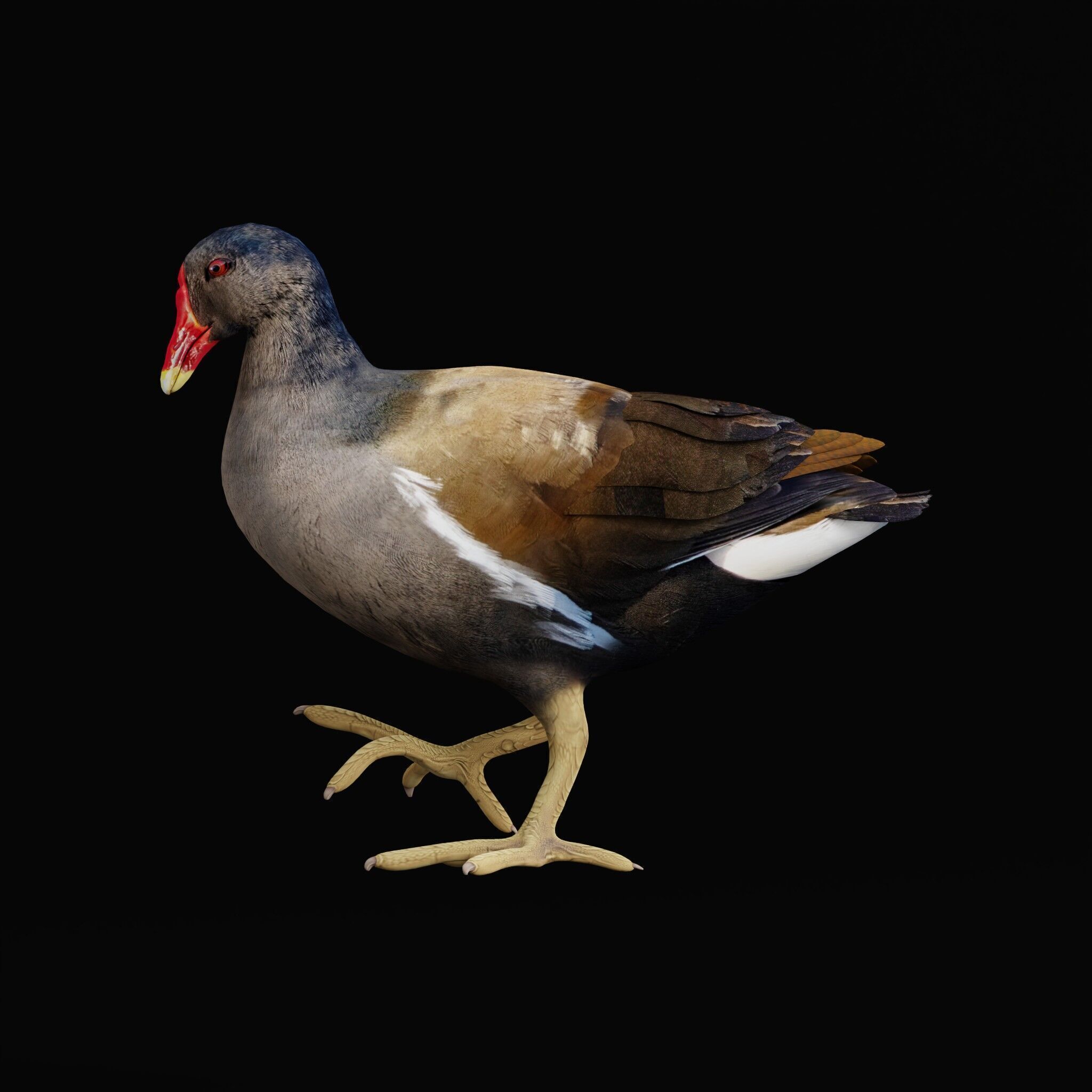 Moorhen Water Bird Low-poly 3D model_44