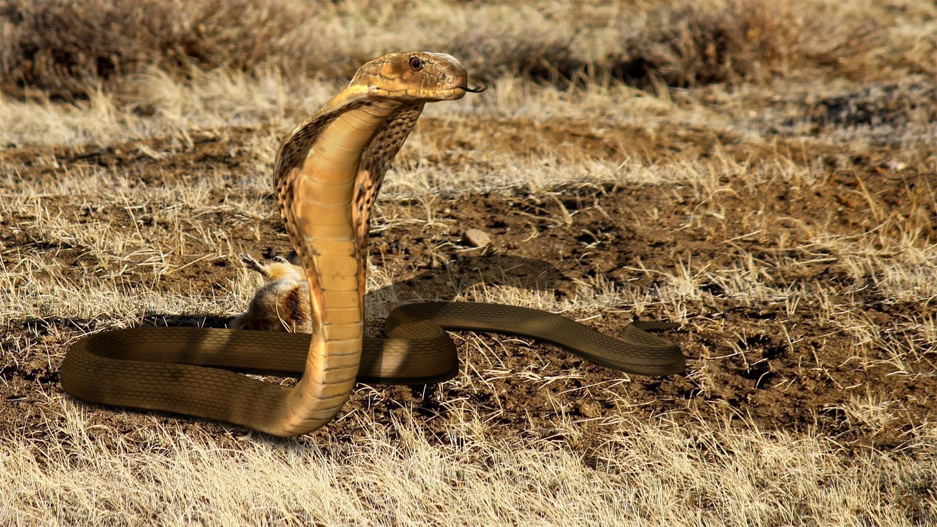 King Cobra Snake - Rigged Low-poly 3D model_0