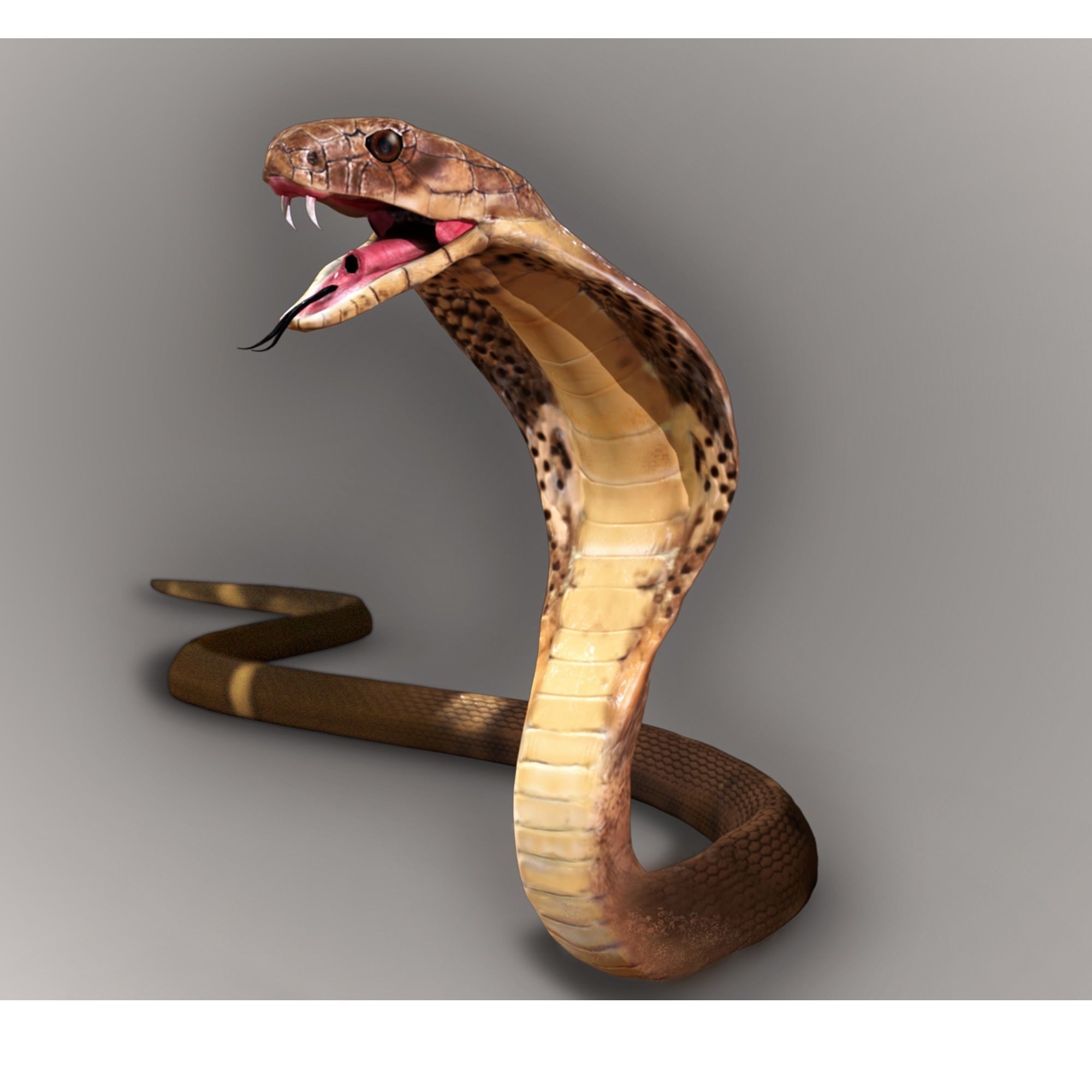 King Cobra Snake - Rigged Low-poly 3D model_4