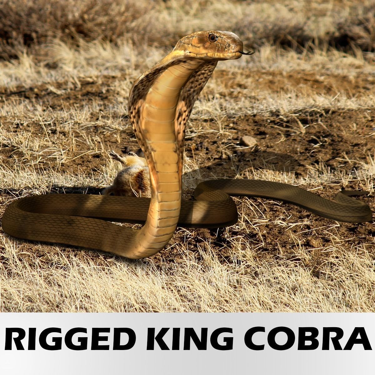 King Cobra Snake - Rigged Low-poly 3D model_2