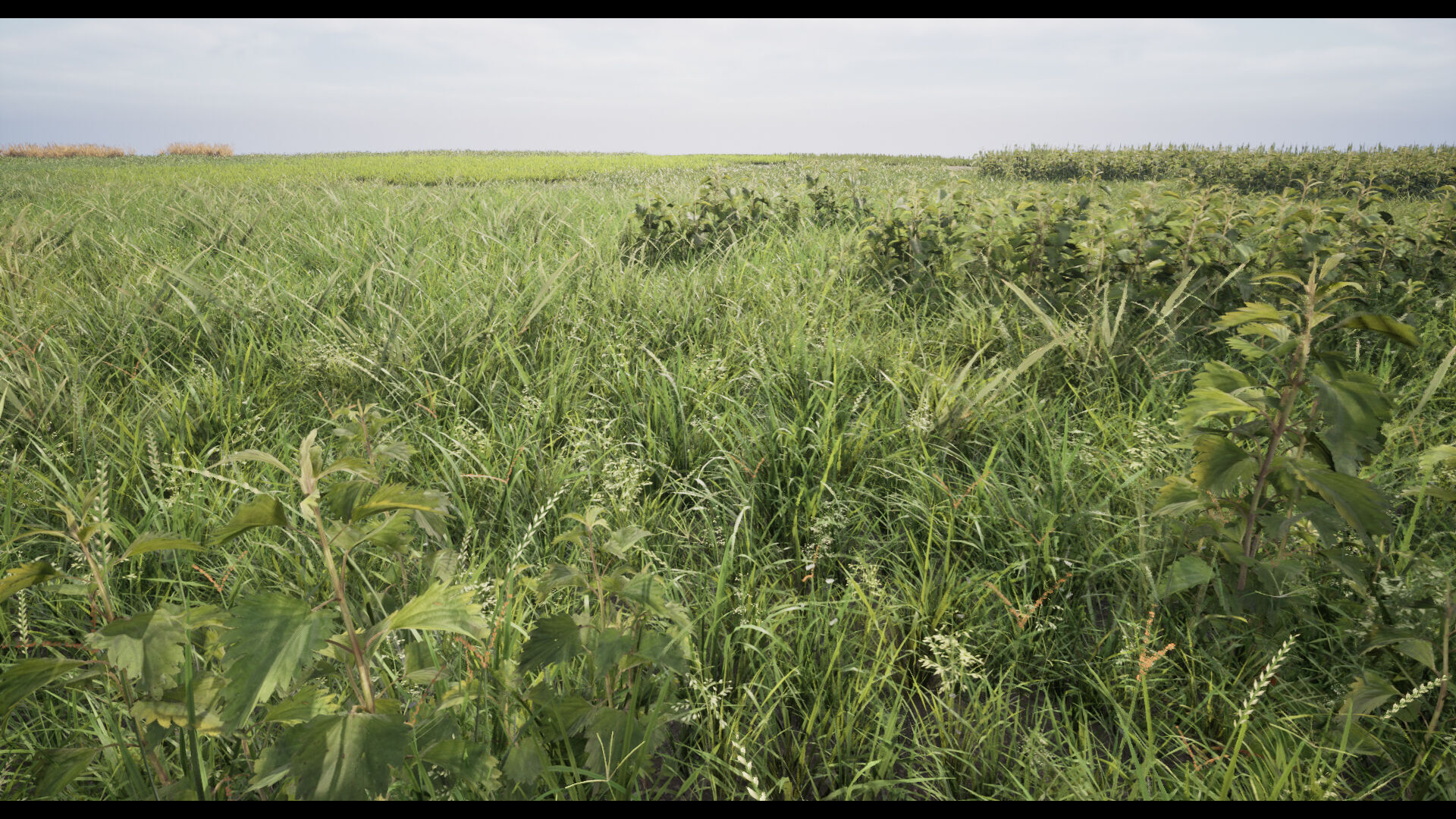 Grass Low-poly 3D model_15