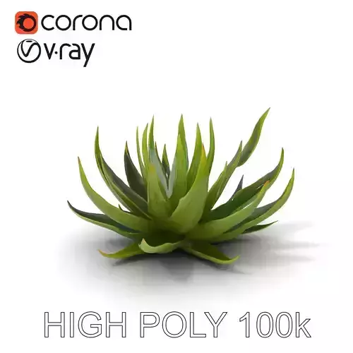 Aloe Succulent Model Pack for D Design and Rendering