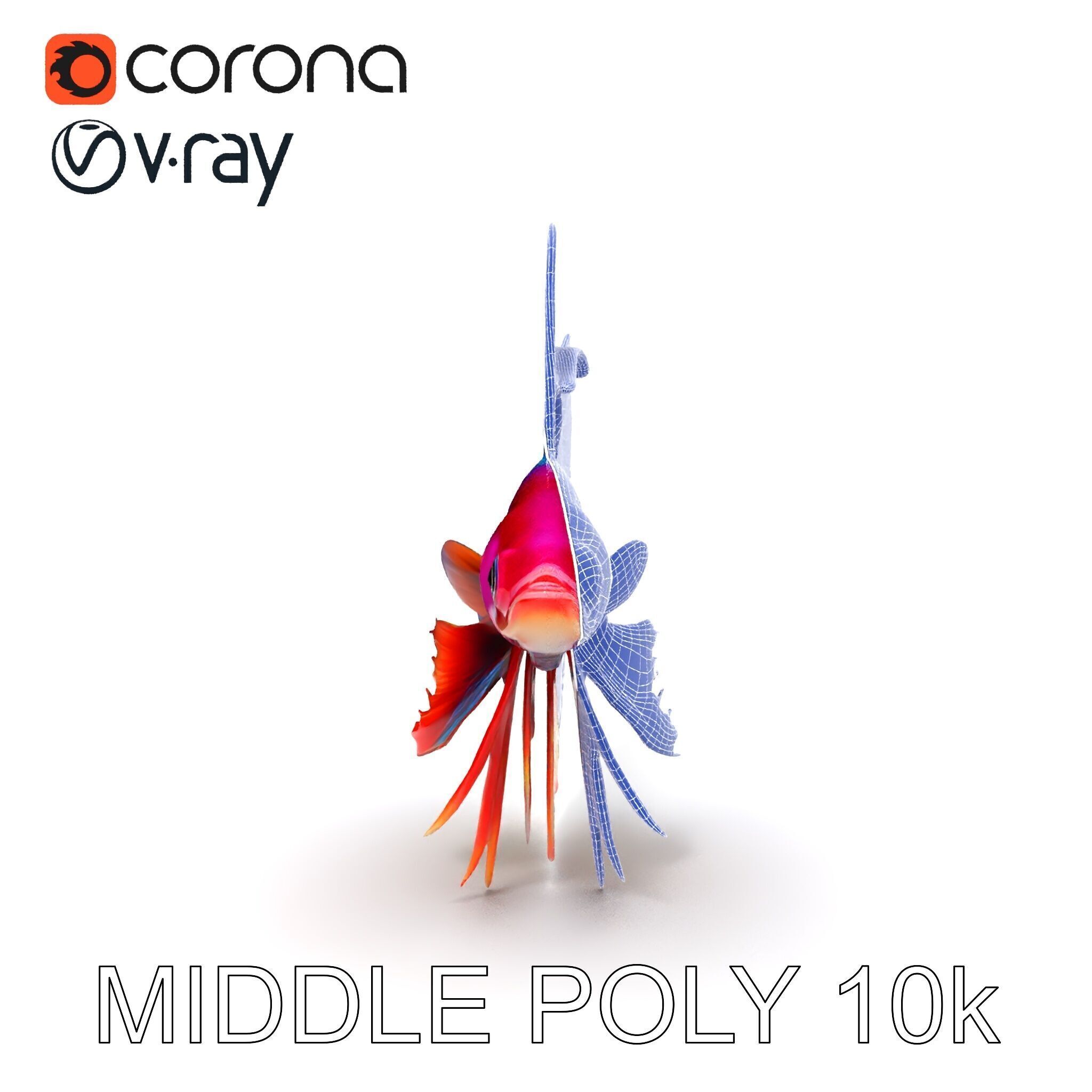Vibrant Betta Fish Model Pack Low-poly 3D model_32