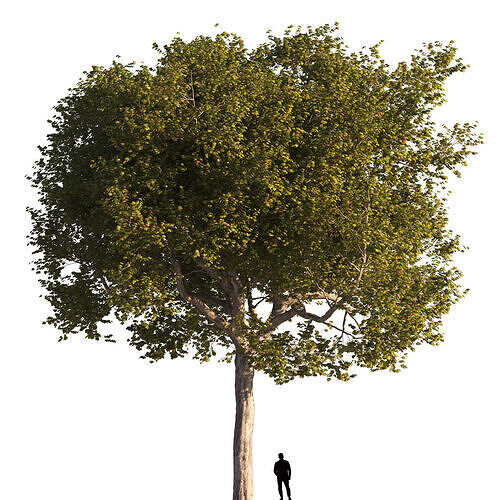 Platanus x hispanica  XXL 02 London plane Platanaceae 3D model