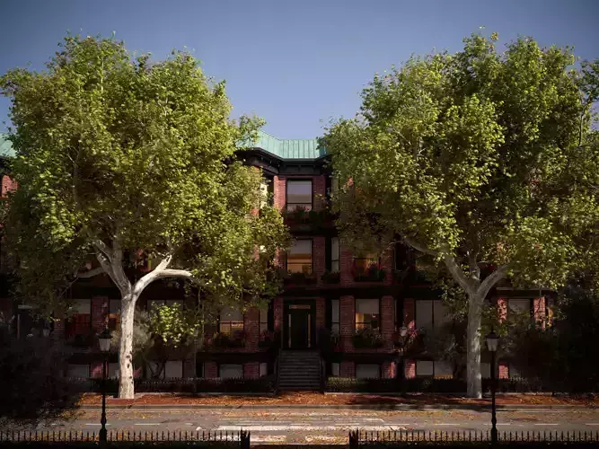 Platanus x hispanica  XXL 01 London plane Platanaceae