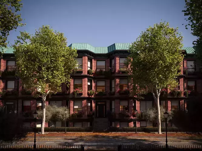 Platanus x hispanica  XL 01 London plane Platanaceae