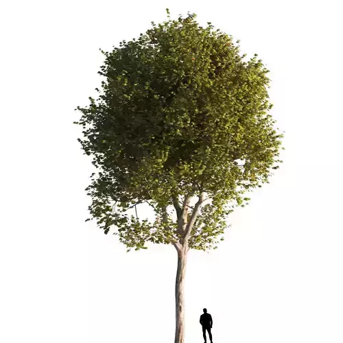 Platanus x hispanica  XL 02 London plane Platanaceae