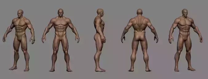 Stylized Male Anatomy Basemesh