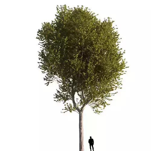 Platanus x hispanica  XL 03 London plane Platanaceae