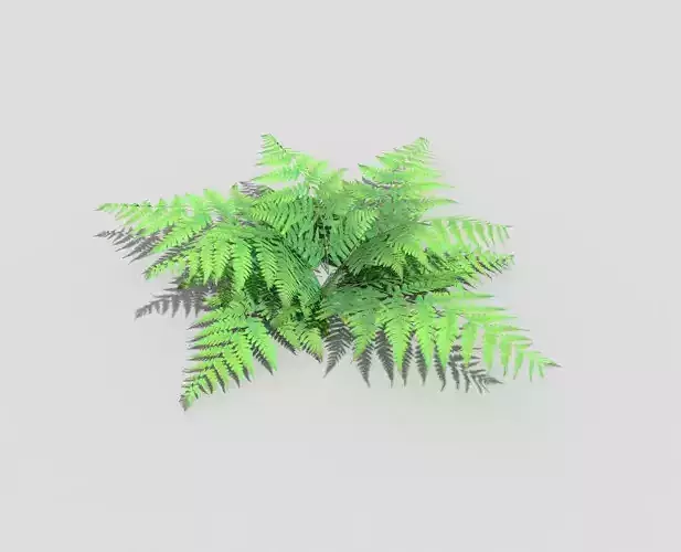 low poly fern plant Low-poly 3D model
