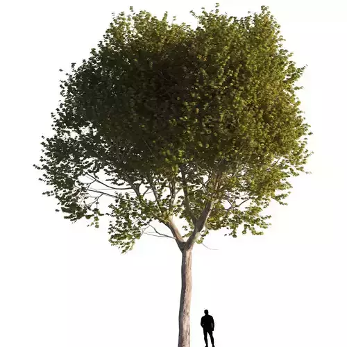 Platanus x hispanica  XL 04 London plane Platanaceae