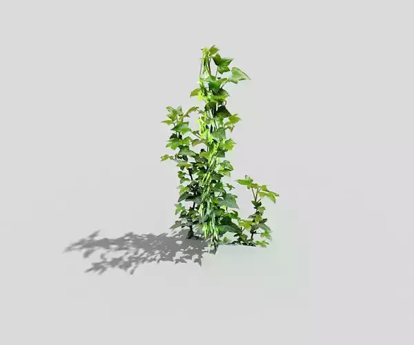 Low poly Plant ivy