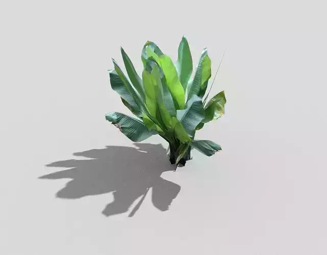 Low poly Plant banana