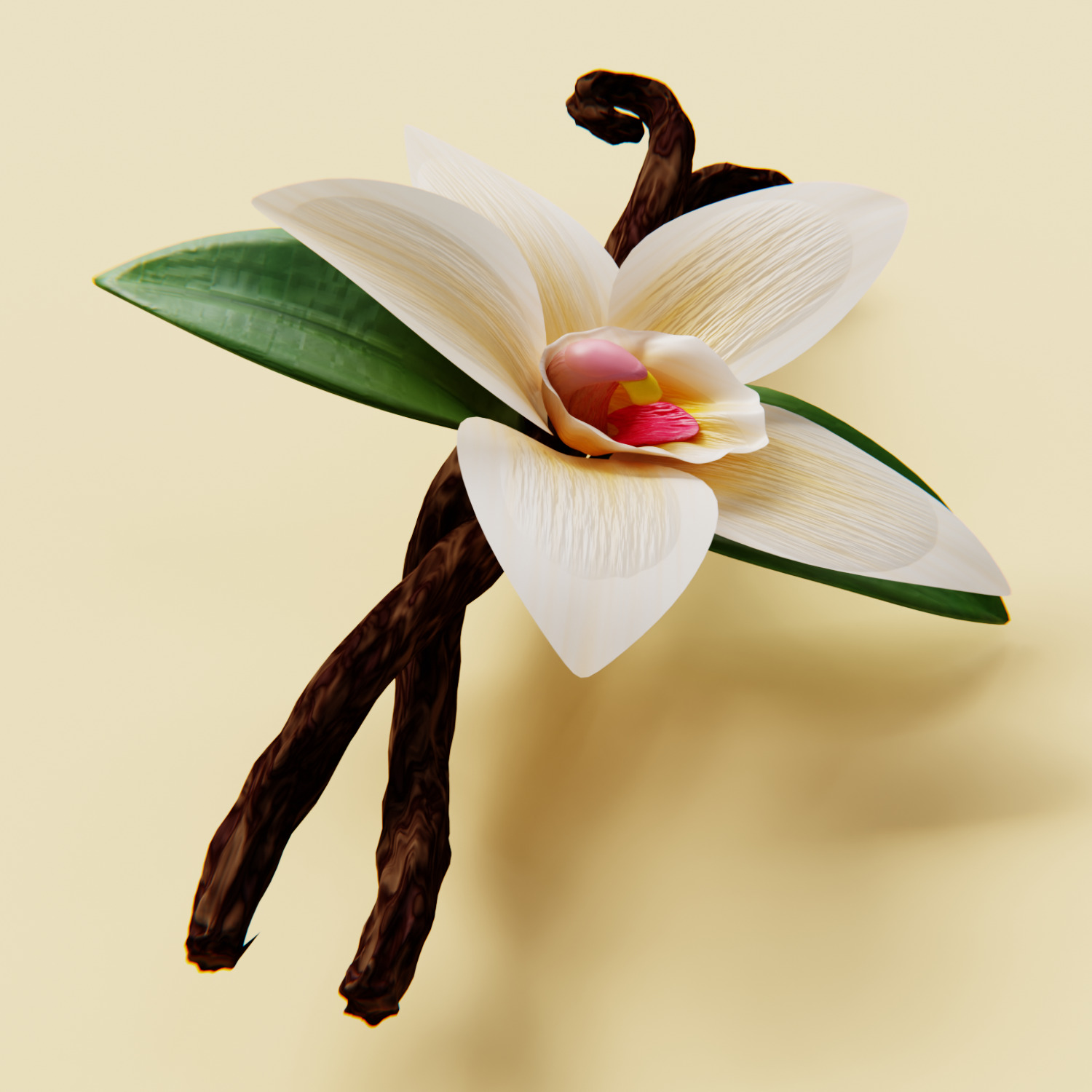 Realistic Vanilla Flower 3D model_2