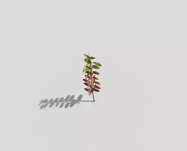 Low poly Plant shadow of