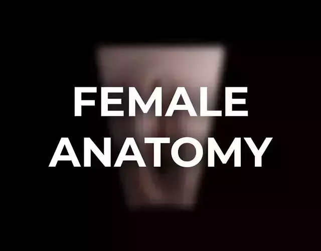 Female Anatomy Low-poly 3D model