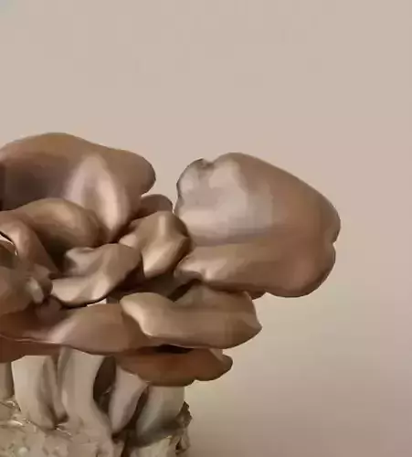 Realistic Mushroom 3D Model 