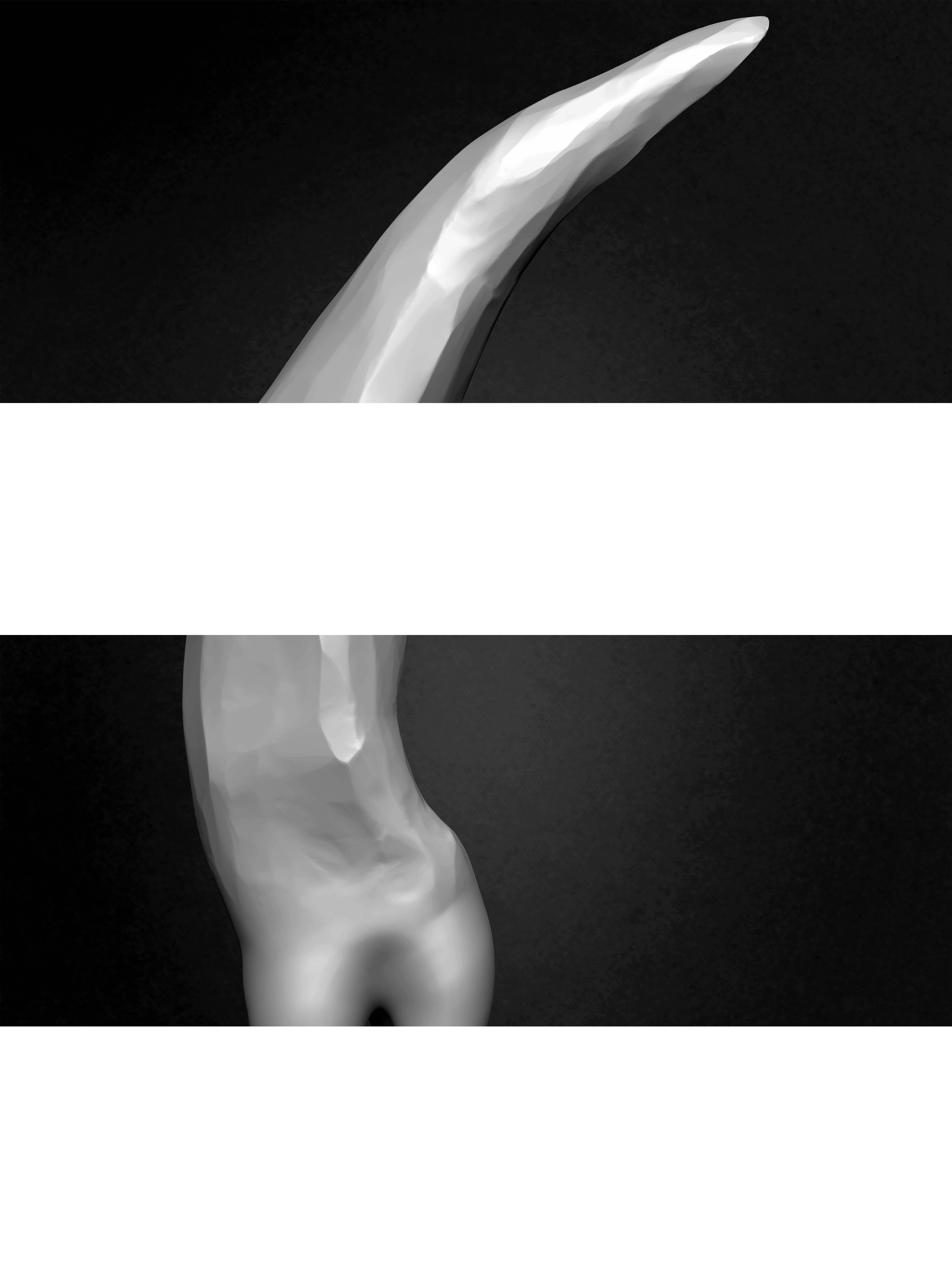 Pack of 40 IMM Teeth Volume 01 3D model_23