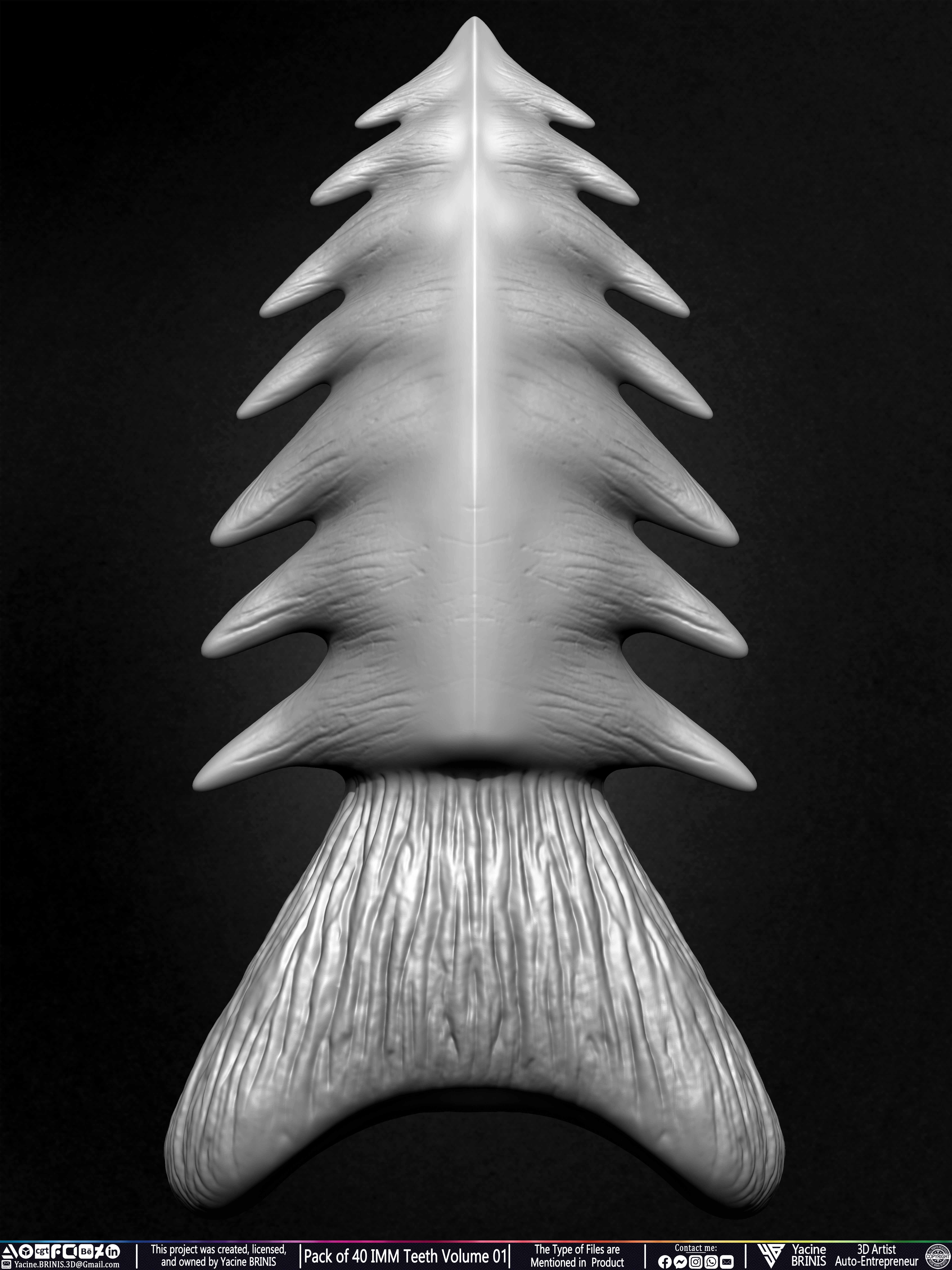 Pack of 40 IMM Teeth Volume 01 3D model_38