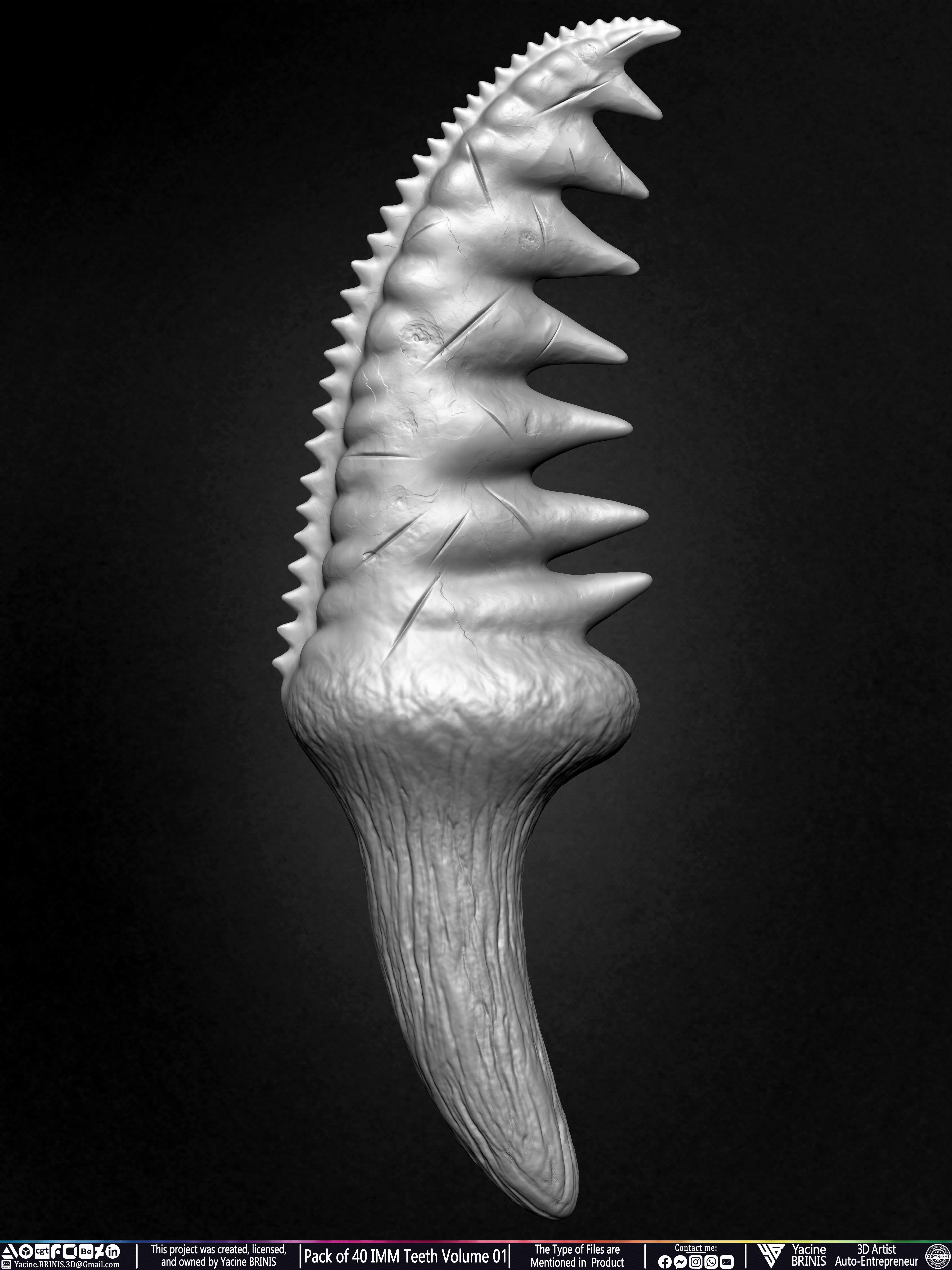 Pack of 40 IMM Teeth Volume 01 3D model_49