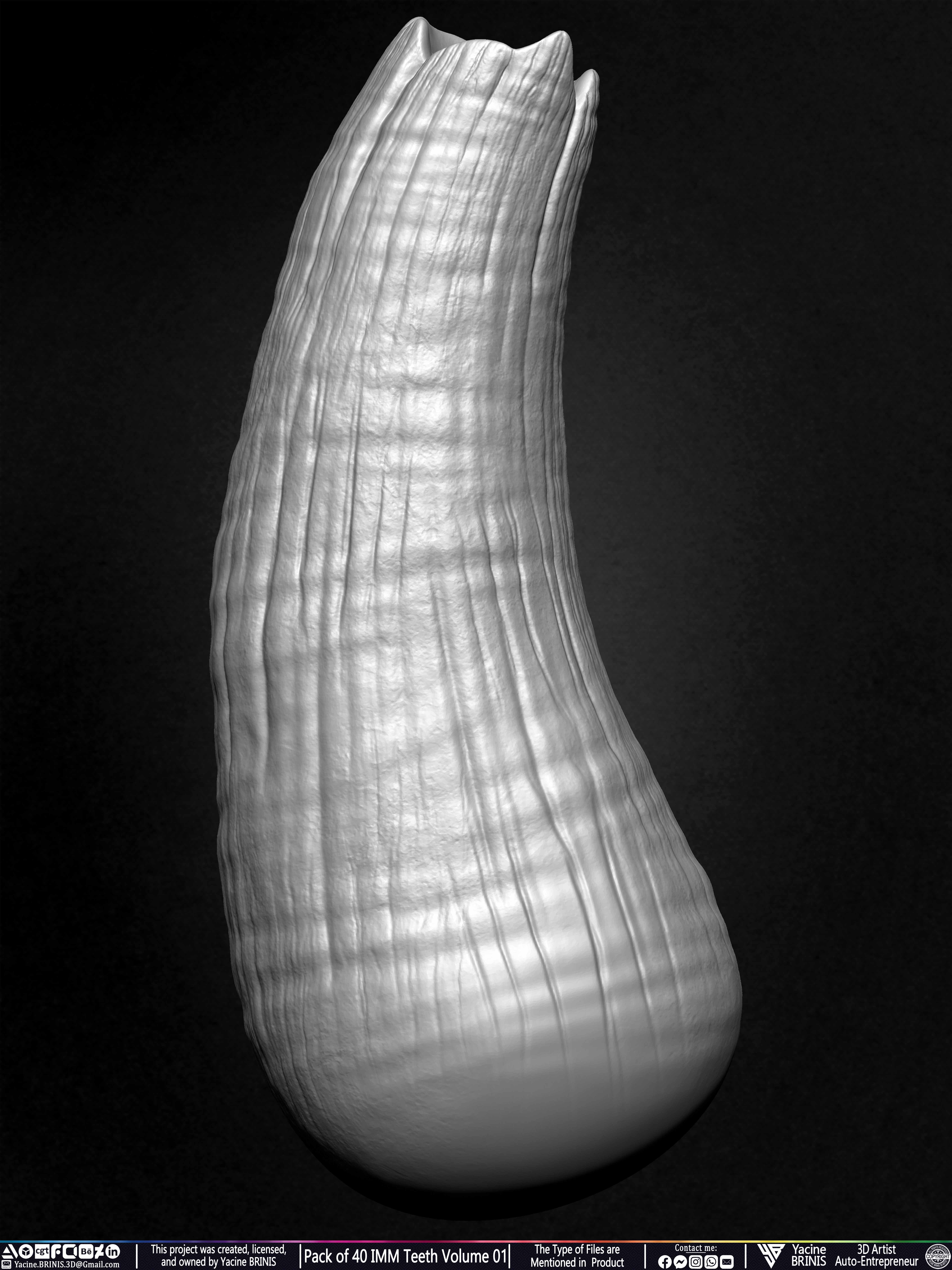 Pack of 40 IMM Teeth Volume 01 3D model_16