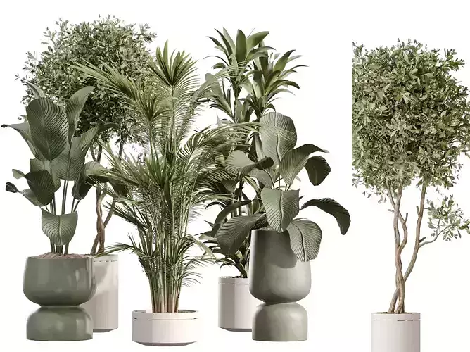 AV Indoor Plant Set 216  Olive Calathea Dracaena Areca Palm