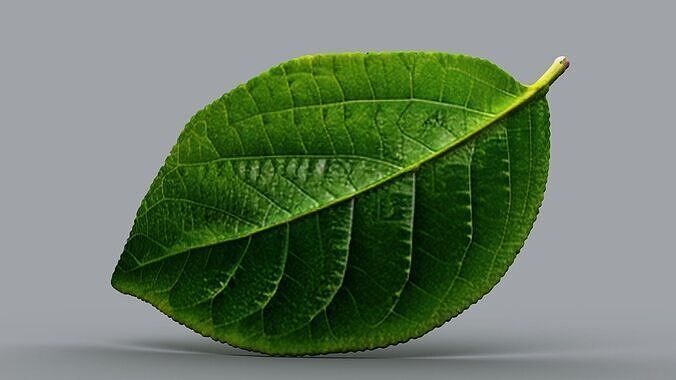 0213 - Single Plant Leaf 3D model