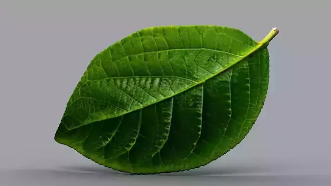 0213 - Single Plant Leaf