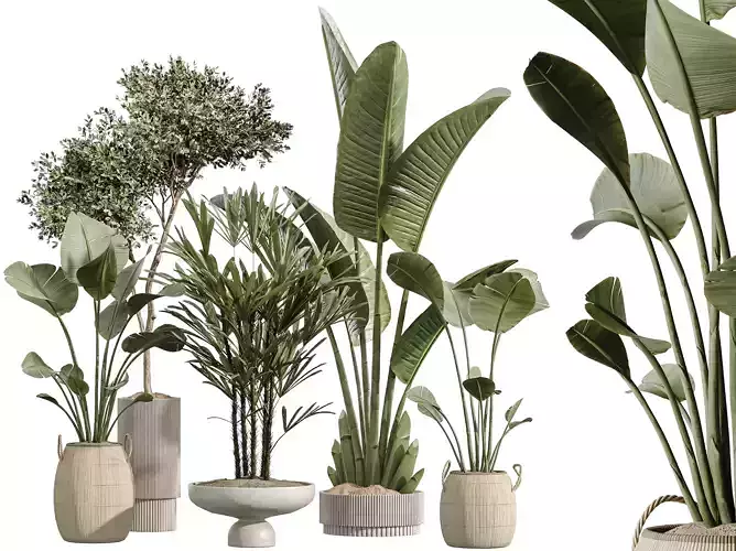 AV Indoor plants set 217 Olive Rhapis Bird Paradise Banana