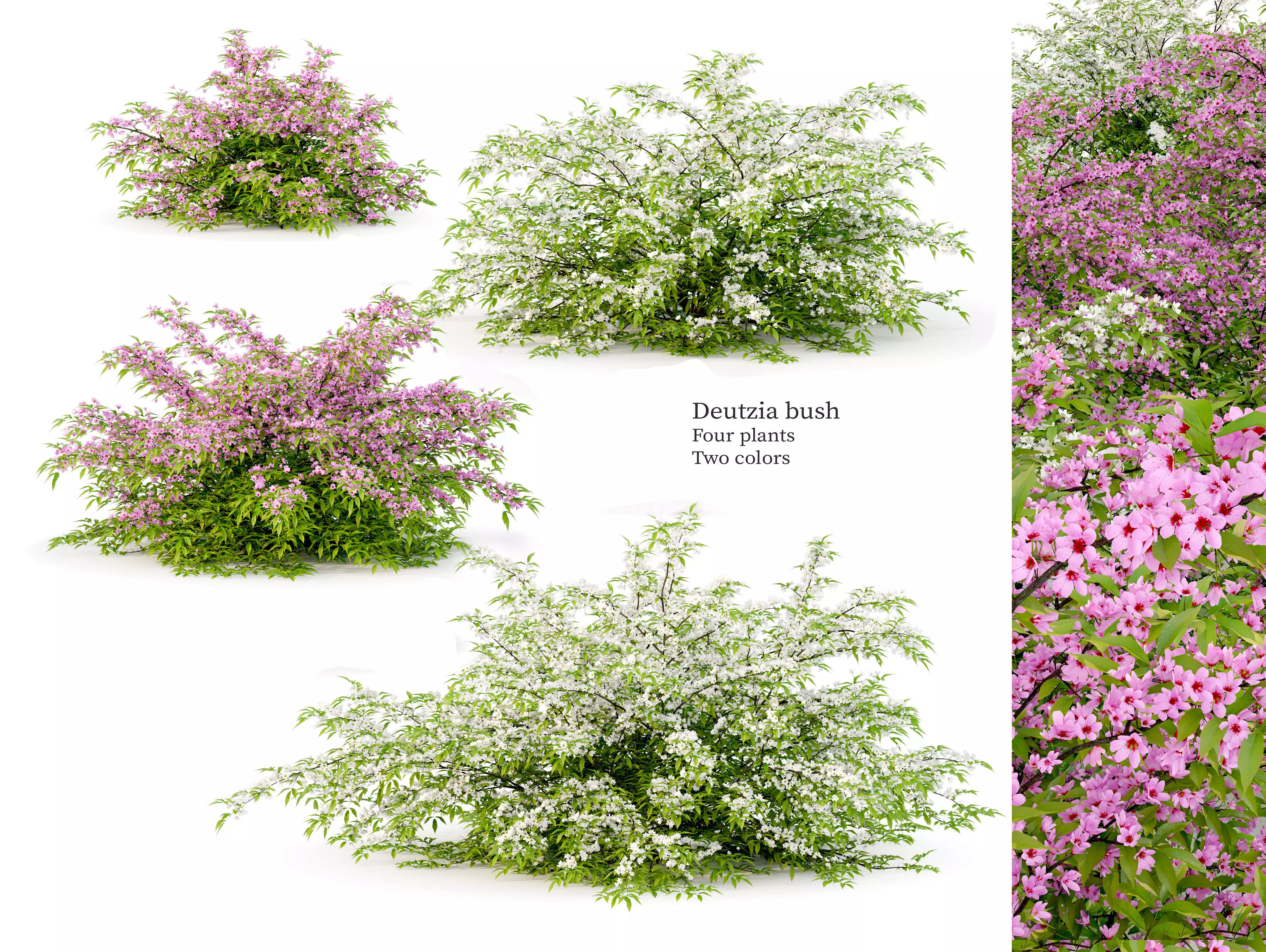 Deutzia bush 3D model