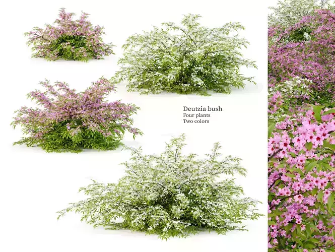 Deutzia bush