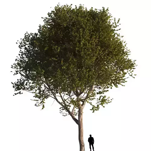 Platanus x hispanica  XL 05 London plane Platanaceae